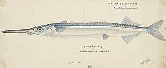 Hyporhamphus ihi .